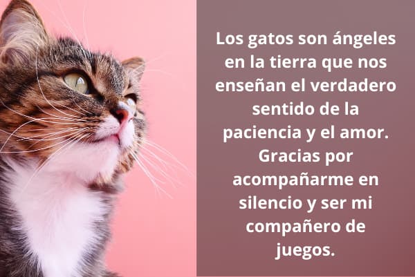 Los gatos son ángeles en la tierra que nos enseñan el verdadero sentido de la paciencia y el amor. Gracias por acompañarme en silencio y ser mi compañero de juegos.