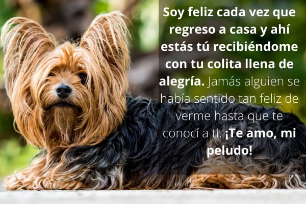 Soy feliz cada vez que regreso a casa y ahí estás tú recibiéndome con tu colita llena de alegría. Jamás alguien se había sentido tan feliz de verme hasta que te conocí a ti. ¡Te amo, mi peludo!