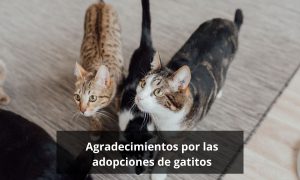 Agradecimientos por las adopciones de gatitos